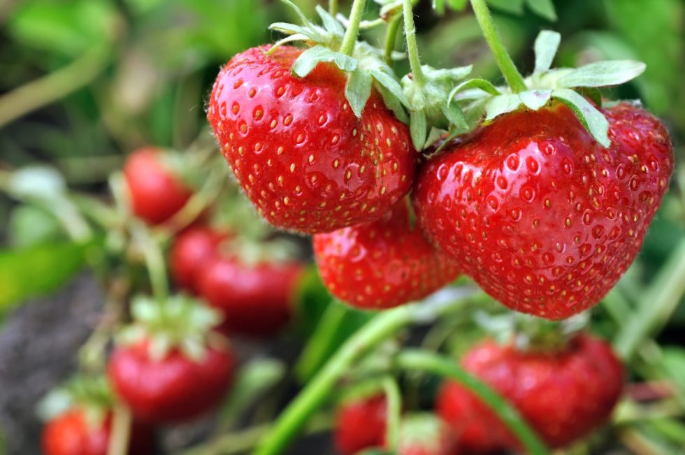 How To Grow Strawberries in the Pacific Northwest Drake's 7 Dees